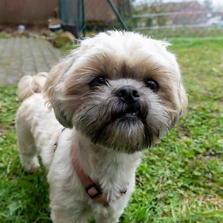 Fewo Harzer Weitblick, Hunde Willkommen, W-Lan, 2X Smart Tv, Dtv 4 Sterne, 4 Pfoten Braunlage Buitenkant foto