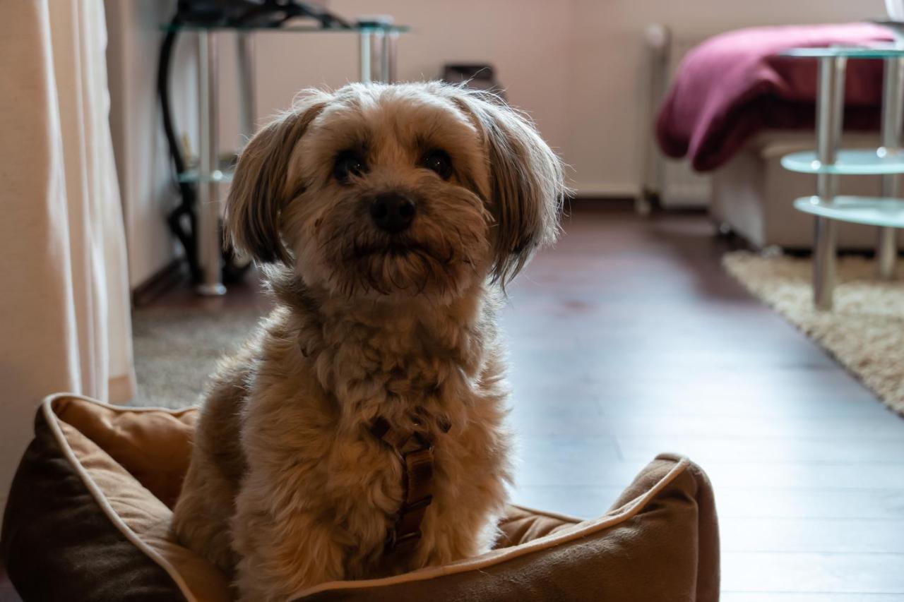 Fewo Harzer Weitblick, Hunde Willkommen, W-Lan, 2X Smart Tv, Dtv 4 Sterne, 4 Pfoten Braunlage Buitenkant foto
