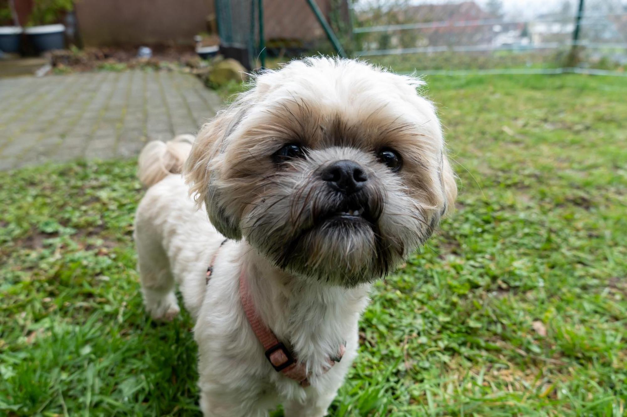 Fewo Harzer Weitblick, Hunde Willkommen, W-Lan, 2X Smart Tv, Dtv 4 Sterne, 4 Pfoten Braunlage Buitenkant foto